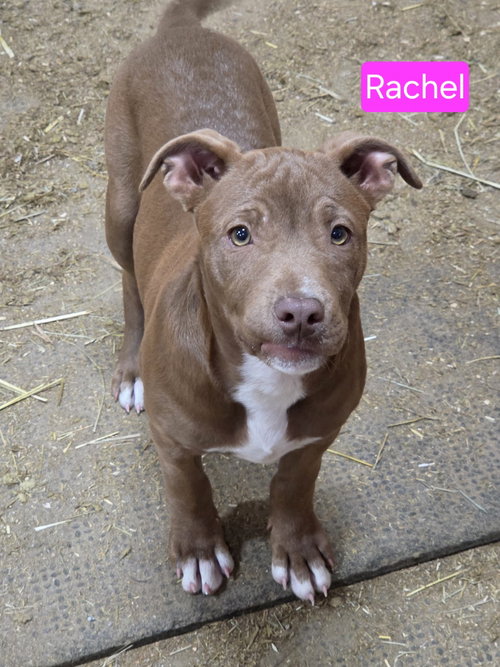 Rachel, an adoptable Pit Bull Terrier in Willingboro, NJ