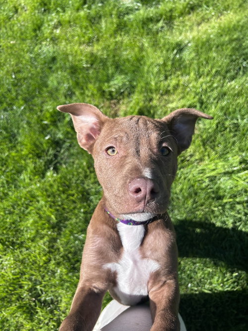 picture of the dog needing adoption