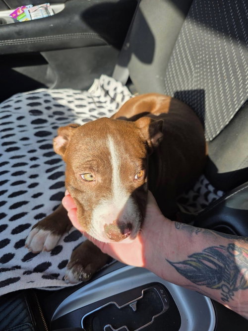 Janice, an adoptable Pit Bull Terrier in Willingboro, NJ