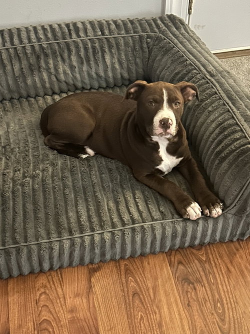 picture of the dog needing adoption