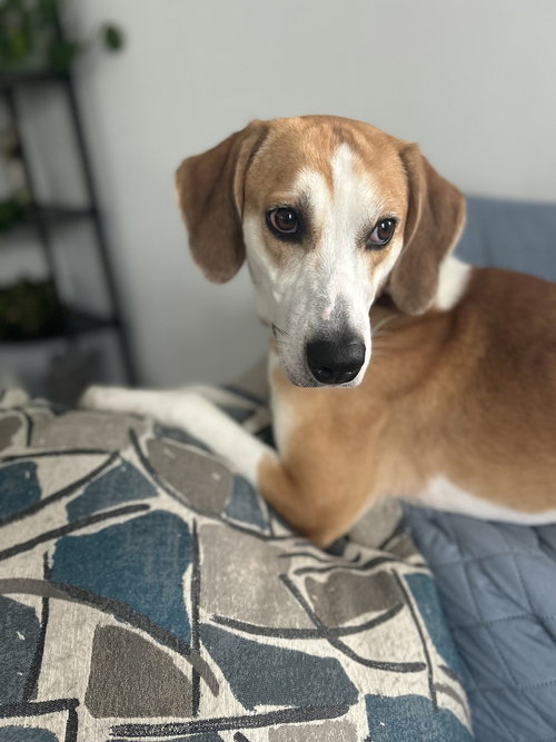 Sandy, an adoptable Foxhound in Willingboro, NJ