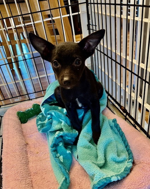 Pip, an adoptable Feist in Willingboro, NJ
