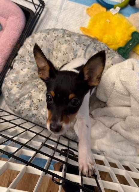 Lil, an adoptable Feist in Willingboro, NJ