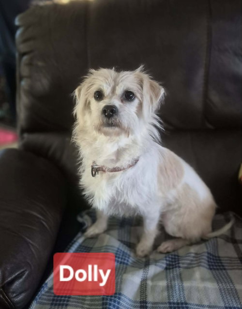 Dolly, an adoptable Terrier in Willingboro, NJ