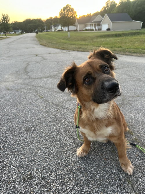 Moochie, an adoptable Shepherd in Willingboro, NJ