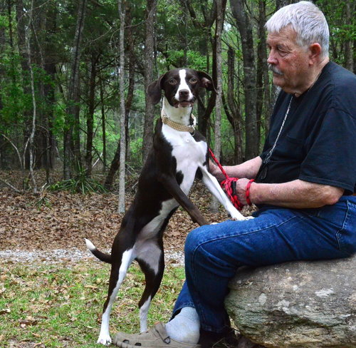 picture of the dog needing adoption