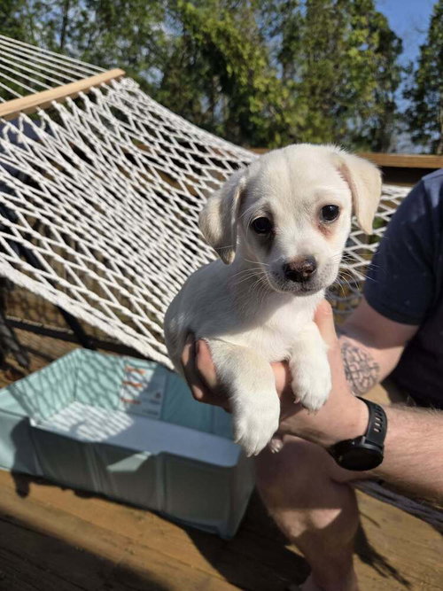 picture of the dog needing adoption
