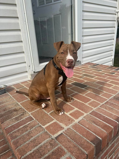 picture of the dog needing adoption