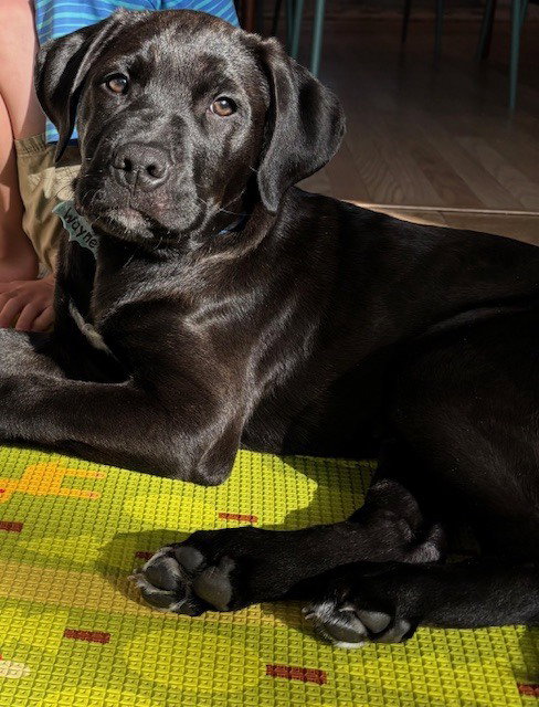 picture of the dog needing adoption