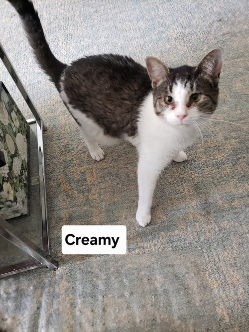 picture of the cat needing adoption