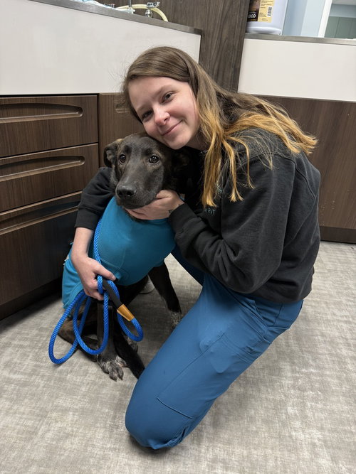 picture of the dog needing adoption