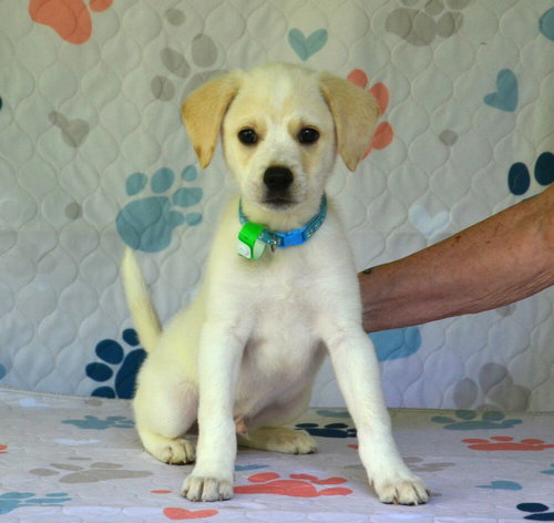 Langdon, an adoptable Hound in Willingboro, NJ