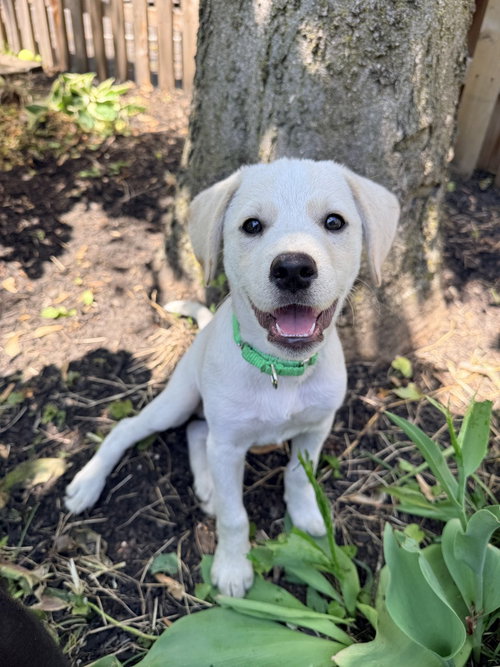 Langdon, an adoptable Hound in Willingboro, NJ