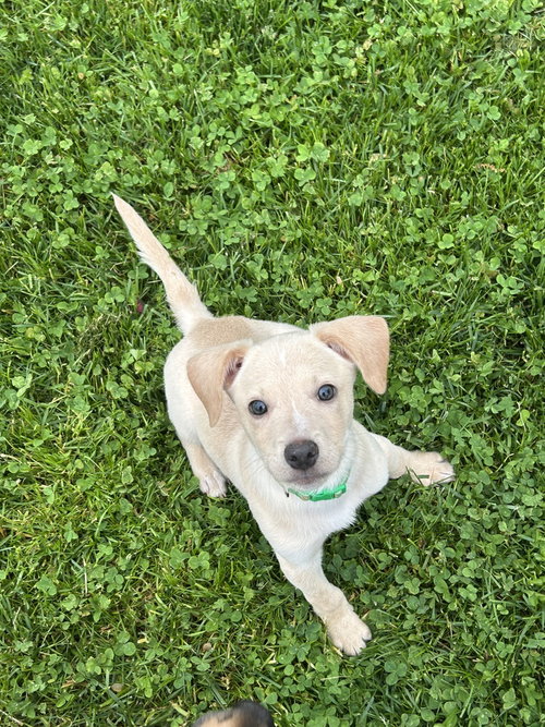 Marley, an adoptable Hound in Willingboro, NJ