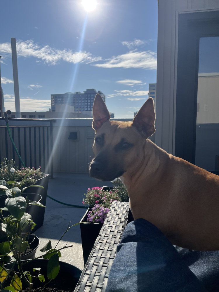 Sunny