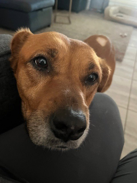 Holly, an adoptable Black Mouth Cur in Willingboro, NJ