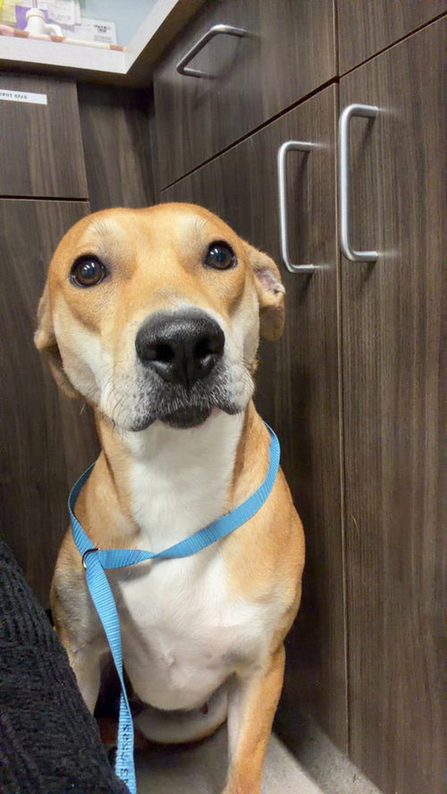 Sassy, an adoptable Carolina Dog in Willingboro, NJ