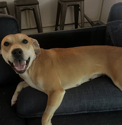 Sassy, an adoptable Carolina Dog in Willingboro, NJ