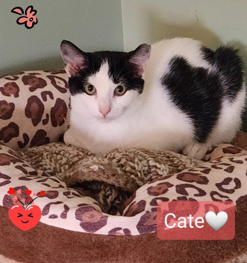 Cate, Baby Domestic Short Hair (short coat), cat for adoption in New Brunswick, New Jersey