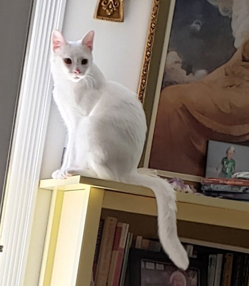Lotus, Young Domestic Short Hair (short coat), cat for adoption in New Brunswick, New Jersey