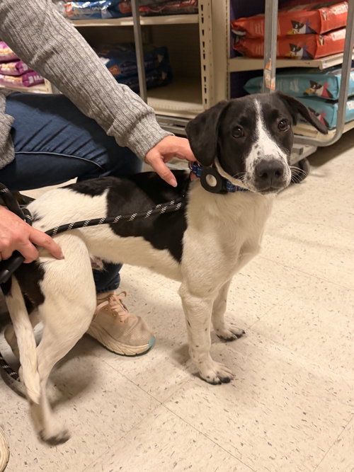 Rudy, an adoptable Pointer in Willingboro, NJ