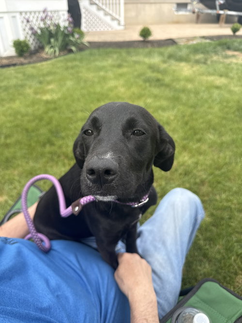 Marna, an adoptable Labrador Retriever in Willingboro, NJ