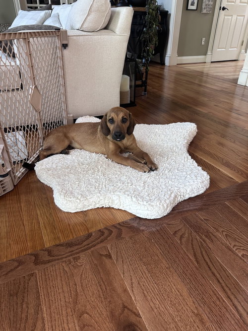 Bosco, an adoptable Hound in Willingboro, NJ