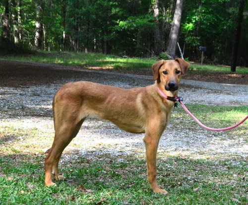 Lainey, an adoptable Labrador Retriever in Willingboro, NJ