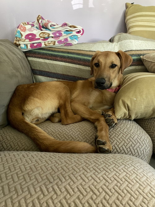 Lainey, an adoptable Whippet in Willingboro, NJ
