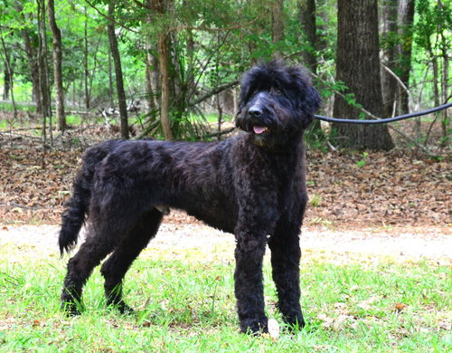 Jackson, an adoptable Labrador Retriever in Willingboro, NJ