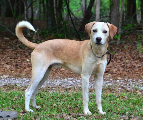 Junior, an adoptable Labrador Retriever in Willingboro, NJ