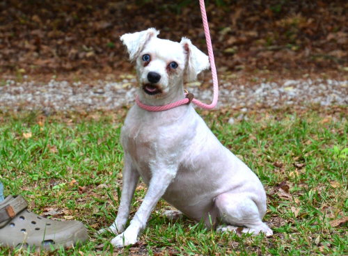 Dolly, an adoptable Miniature Schnauzer in Willingboro, NJ