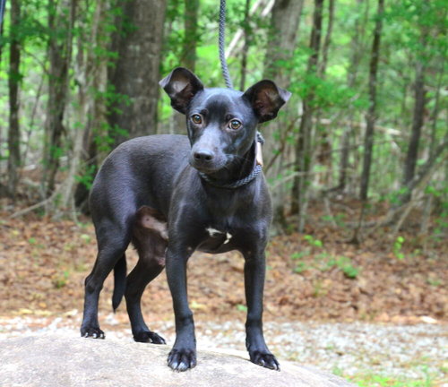 Tucker, an adoptable Chihuahua in Willingboro, NJ