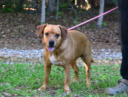 Lilly, an adoptable Labrador Retriever in Willingboro, NJ