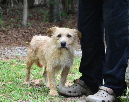 Kilo, an adoptable Border Terrier in Willingboro, NJ