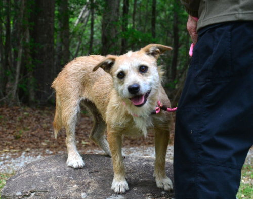 Bristol, an adoptable Border Terrier in Willingboro, NJ