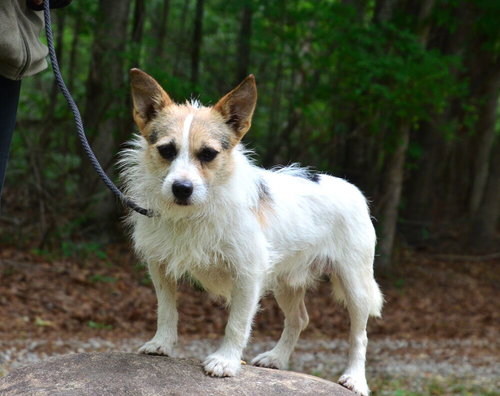 Chubbs, an adoptable Terrier in Willingboro, NJ