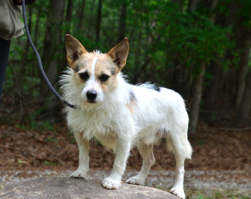 Chubbs, an adoptable Jack Russell Terrier in Willingboro, NJ
