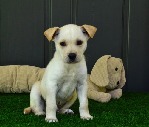 Eric, an adoptable Golden Retriever in Willingboro, NJ