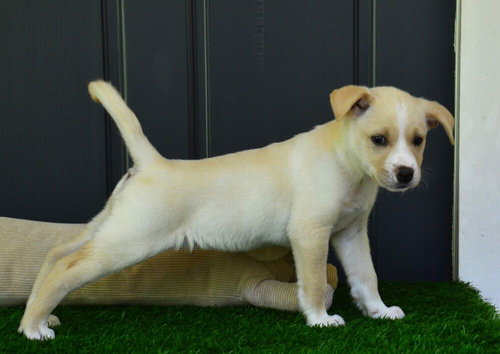 Ella, an adoptable Golden Retriever in Willingboro, NJ