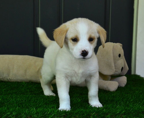 Eli, an adoptable Golden Retriever in Willingboro, NJ