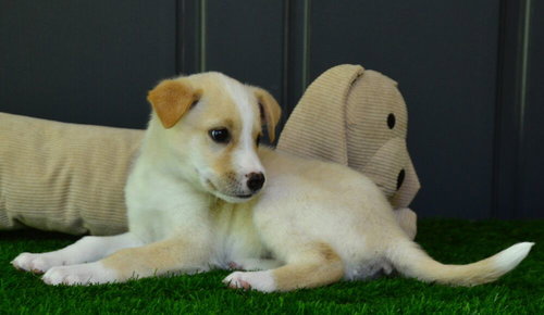 Eva, an adoptable Golden Retriever in Willingboro, NJ