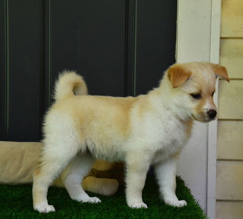 Ellie, an adoptable Golden Retriever in Willingboro, NJ