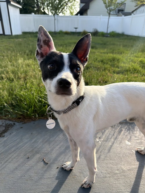 Bandit, an adoptable Rat Terrier in Willingboro, NJ