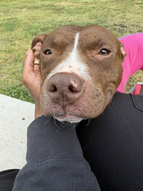 Nala, an adoptable Pit Bull Terrier in Willingboro, NJ