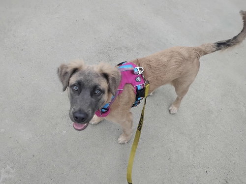 Koba, an adoptable Shepherd in Willingboro, NJ