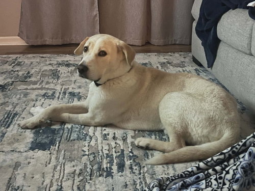 Casper, an adoptable Labrador Retriever in Willingboro, NJ
