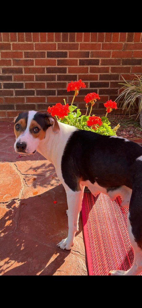 Nanna, an adoptable Beagle in Willingboro, NJ