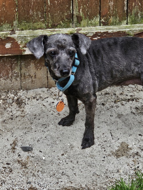 Chloe, an adoptable Poodle in Willingboro, NJ