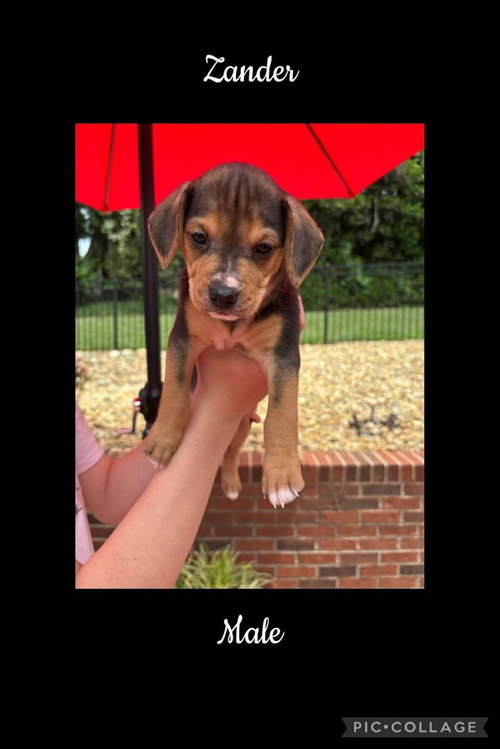 Zander, an adoptable Beagle in Willingboro, NJ
